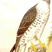 European Honey-buzzard